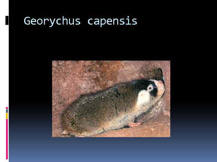 Georychus capensis 