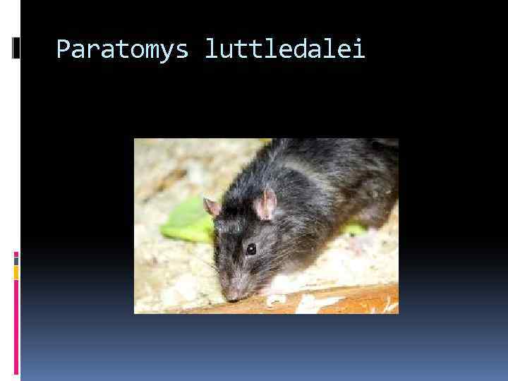 Paratomys luttledalei 