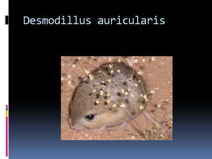 Desmodillus auricularis 