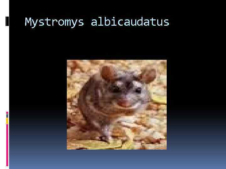 Mystromys albicaudatus 