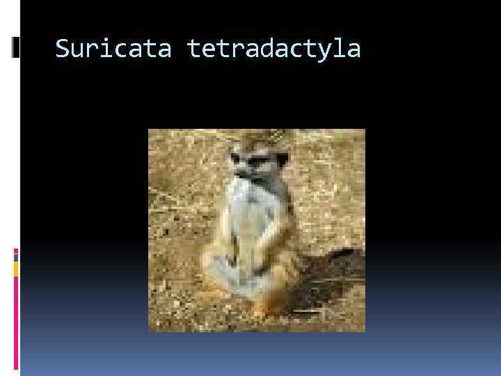 Suricata tetradactyla 