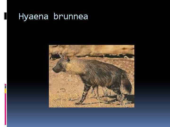 Hyaena brunnea 
