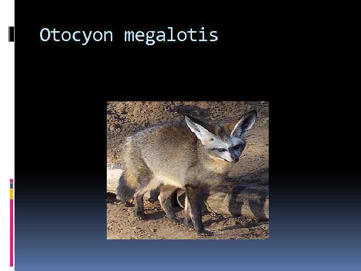 Otocyon megalotis 