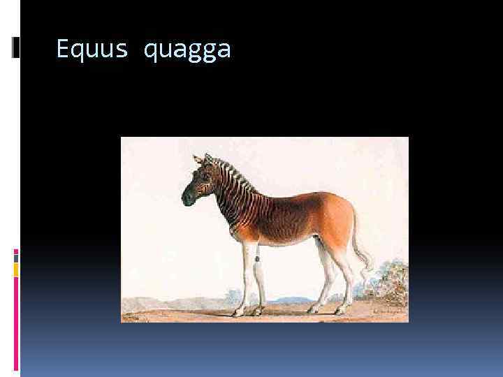 Equus quagga 