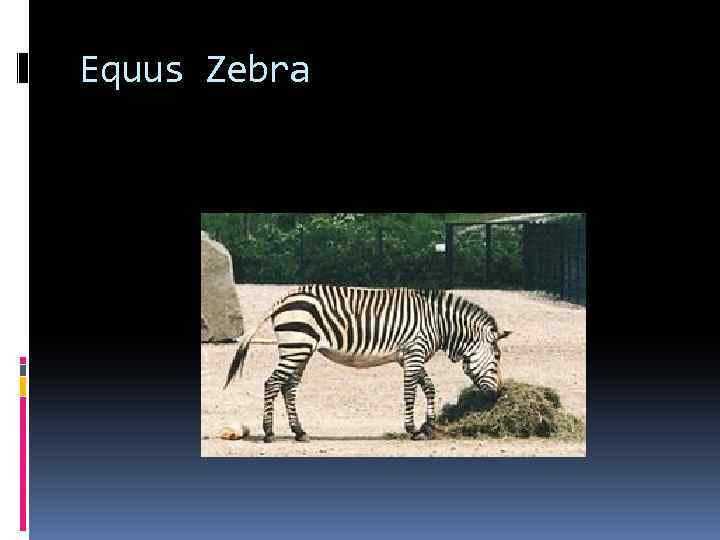 Equus Zebra 