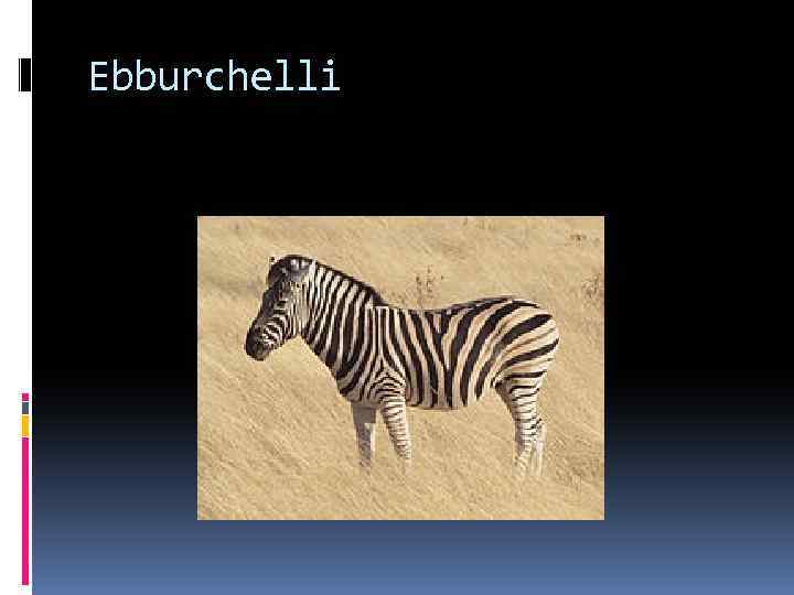 Ebburchelli 