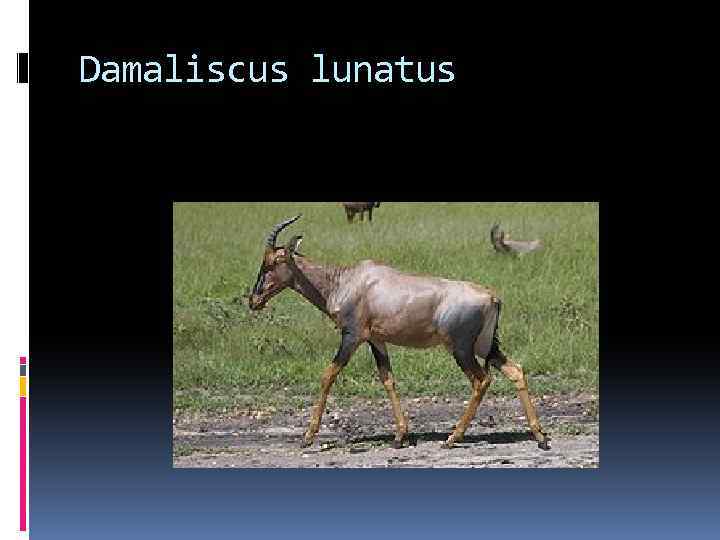 Damaliscus lunatus 