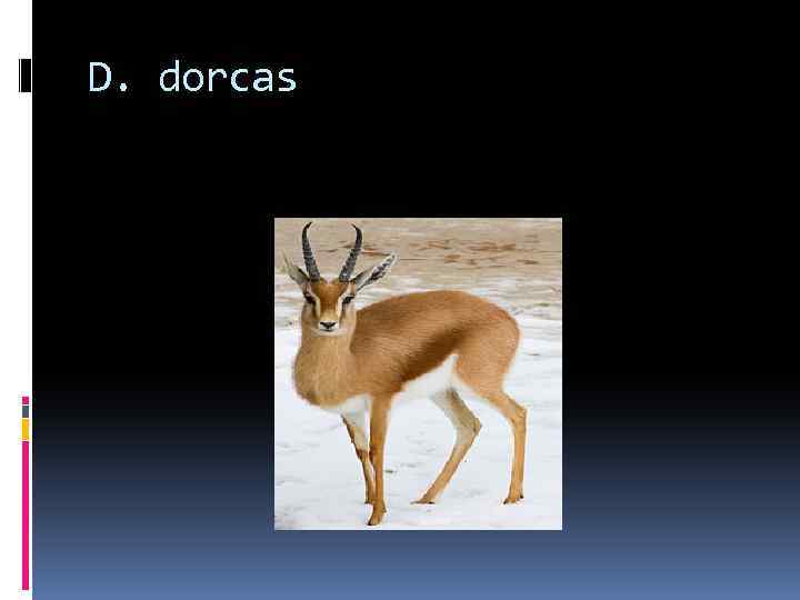 D. dorcas 