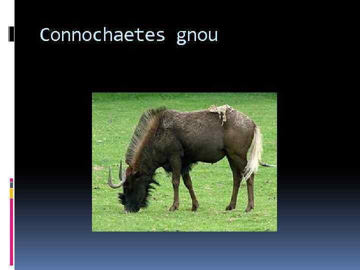 Connochaetes gnou 