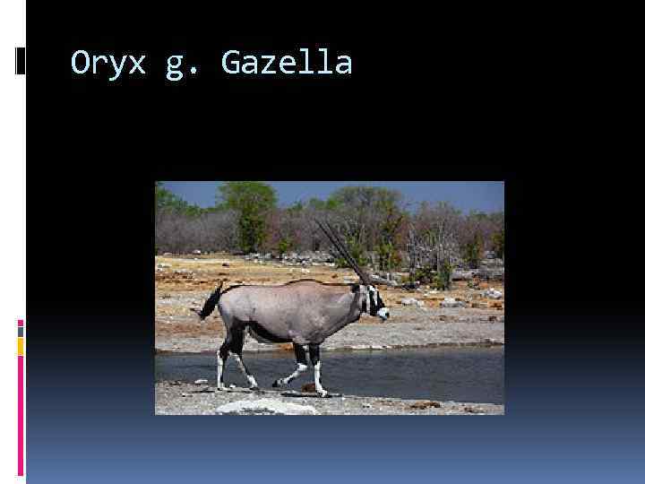 Oryx g. Gazella 