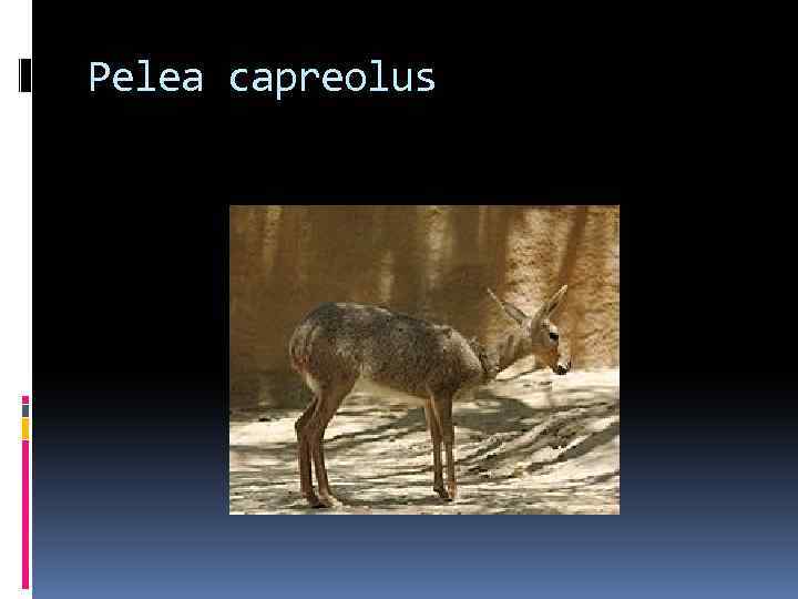 Pelea capreolus 