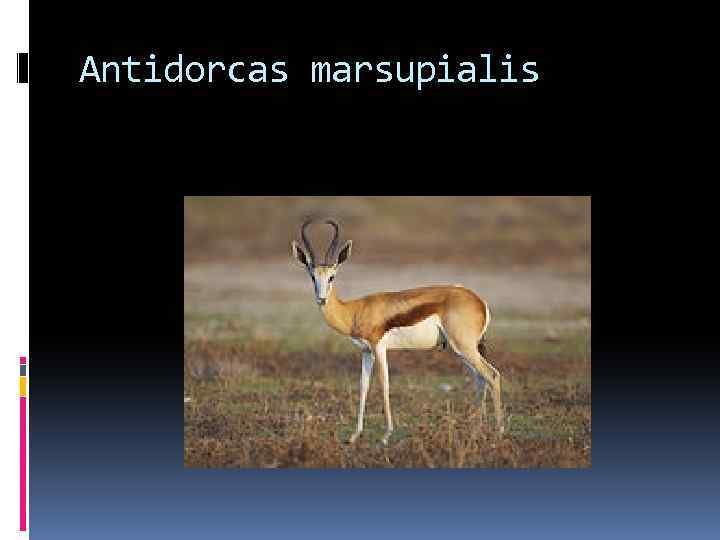 Antidorcas marsupialis 