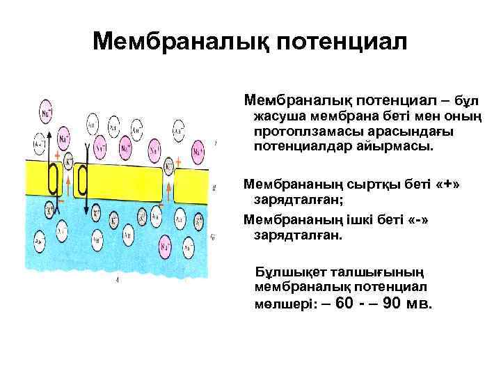 Мембраналық потенциал – бұл жасуша мембрана беті мен оның протоплзамасы арасындағы потенциалдар айырмасы. Мембрананың