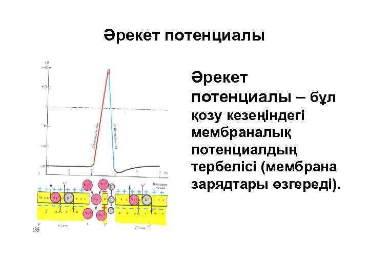 Әрекет потенциалы – бұл қозу кезеңіндегі мембраналық потенциалдың тербелісі (мембрана зарядтары өзгереді). 