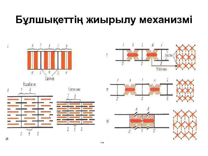 Бұлшықеттің жиырылу механизмі 