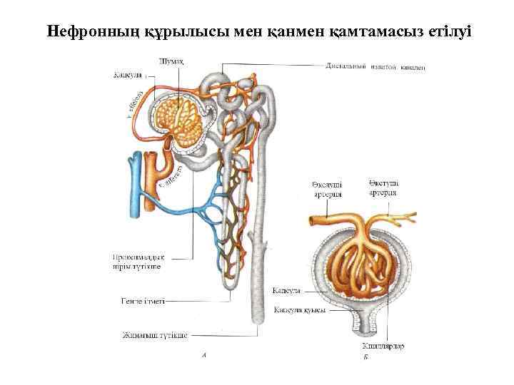 Нефронның құрылысы мен қанмен қамтамасыз етілуі 