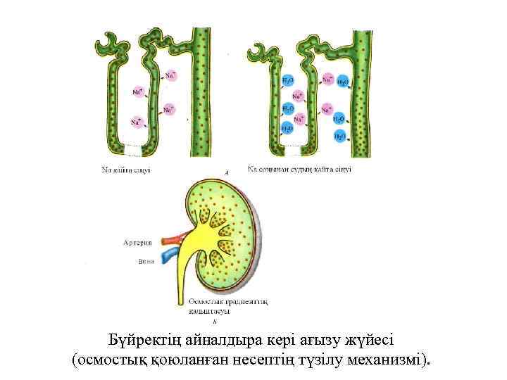 Бүйректің айналдыра кері ағызу жүйесі (осмостық қоюланған несептің түзілу механизмі). 