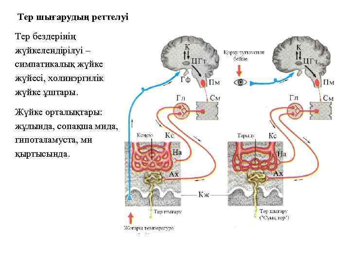 Тер шығарудың реттелуі Тер бездерінің жүйкелендірілуі – симпатикалық жүйке жүйесі, холинэргилік жүйке ұштары. Жүйке