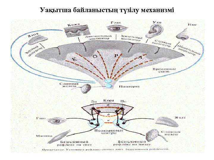 Уақытша байланыстың түзілу механизмі 