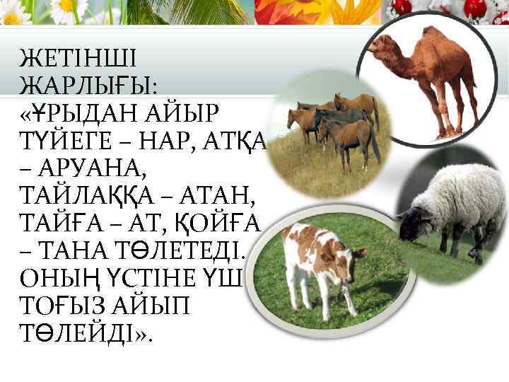 ЖЕТІНШІ ЖАРЛЫҒЫ: «ҰРЫДАН АЙЫР ТҮЙЕГЕ – НАР, АТҚА – АРУАНА, ТАЙЛАҚҚА – АТАН, ТАЙҒА