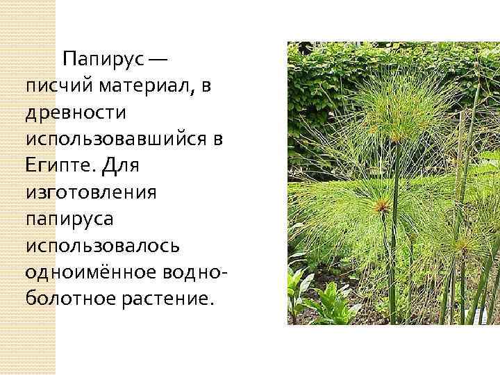 Папирус — писчий материал, в древности использовавшийся в Египте. Для изготовления папируса использовалось одноимённое