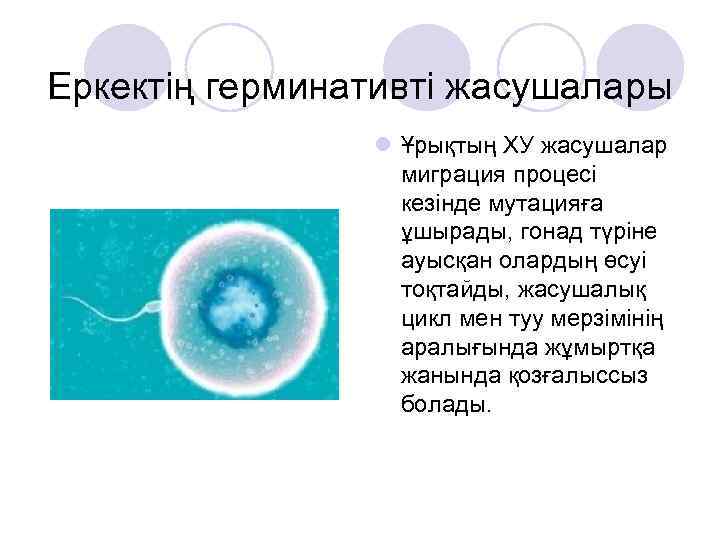 Еркектің герминативті жасушалары l Ұрықтың ХУ жасушалар миграция процесі кезінде мутацияға ұшырады, гонад түріне