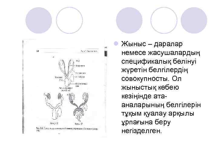 Екінші реттік жыныс белгілері жыныстық жетілу презентация