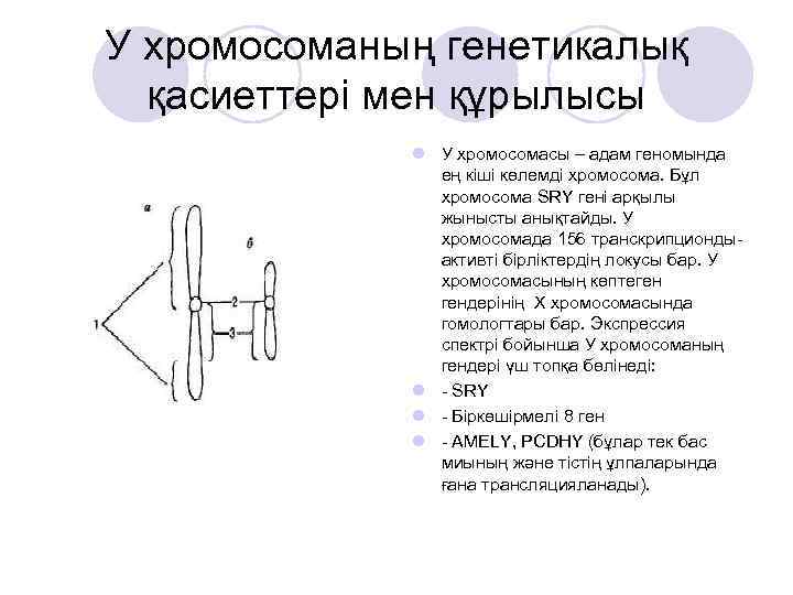 Екінші реттік жыныс белгілері жыныстық жетілу презентация