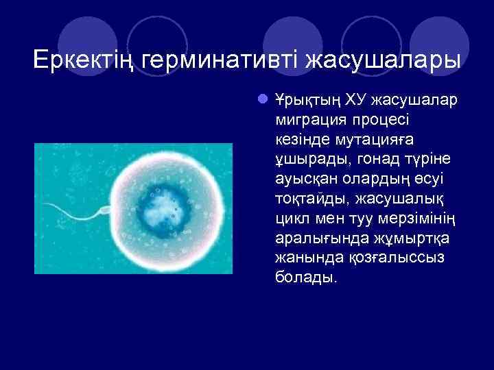 Еркектің герминативті жасушалары l Ұрықтың ХУ жасушалар миграция процесі кезінде мутацияға ұшырады, гонад түріне
