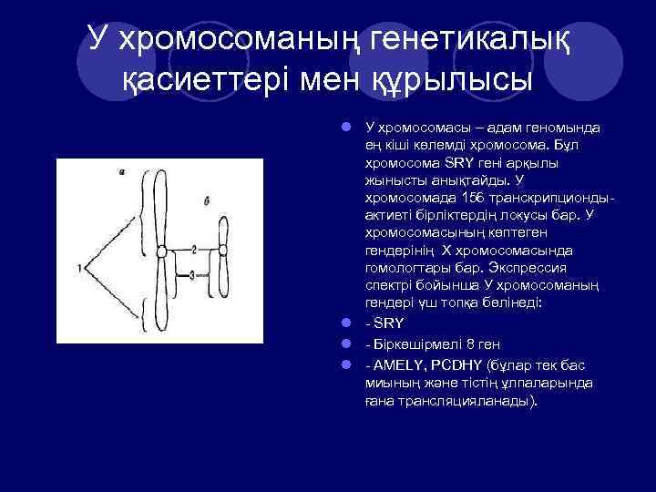 Презентация адам генетикасы