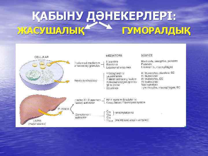 ҚАБЫНУ ДӘНЕКЕРЛЕРІ: ЖАСУШАЛЫҚ ГУМОРАЛДЫҚ 