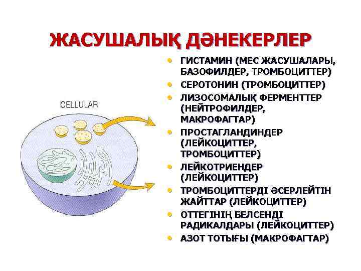 ЖАСУШАЛЫҚ ДӘНЕКЕРЛЕР • ГИСТАМИН (МЕС ЖАСУШАЛАРЫ, • • БАЗОФИЛДЕР, ТРОМБОЦИТТЕР) СЕРОТОНИН (ТРОМБОЦИТТЕР) ЛИЗОСОМАЛЫҚ ФЕРМЕНТТЕР