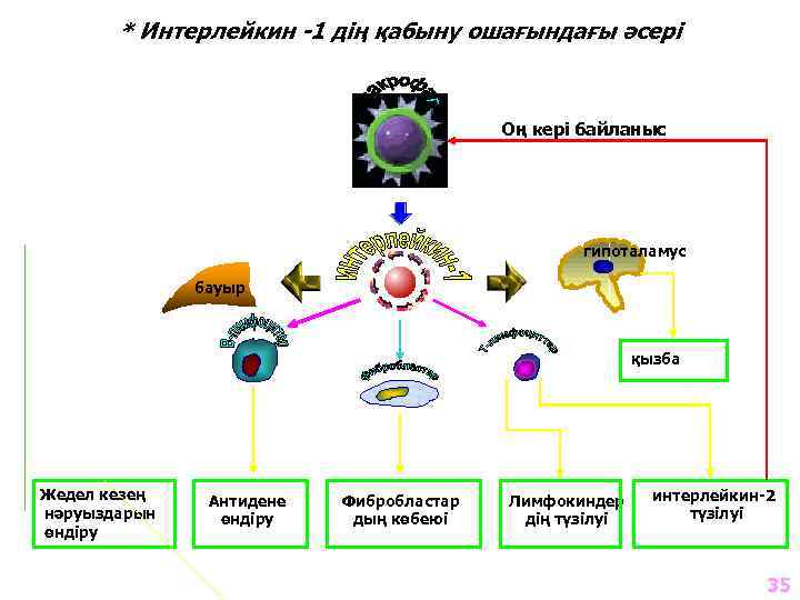 * Интерлейкин -1 дің қабыну ошағындағы әсері Оң кері байланыс гипоталамус бауыр қызба Жедел