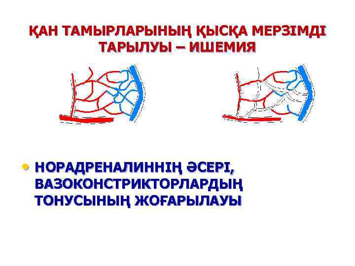 ҚАН ТАМЫРЛАРЫНЫҢ ҚЫСҚА МЕРЗІМДІ ТАРЫЛУЫ – ИШЕМИЯ • НОРАДРЕНАЛИННІҢ ӘСЕРІ, ВАЗОКОНСТРИКТОРЛАРДЫҢ ТОНУСЫНЫҢ ЖОҒАРЫЛАУЫ 