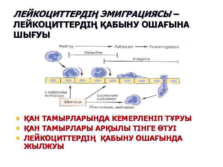 ЛЕЙКОЦИТТЕРДІҢ ЭМИГРАЦИЯСЫ – ЛЕЙКОЦИТТЕРДІҢ ҚАБЫНУ ОШАҒЫНА ШЫҒУЫ • • • ҚАН ТАМЫРЛАРЫНДА КЕМЕРЛЕНІП ТҰРУЫ