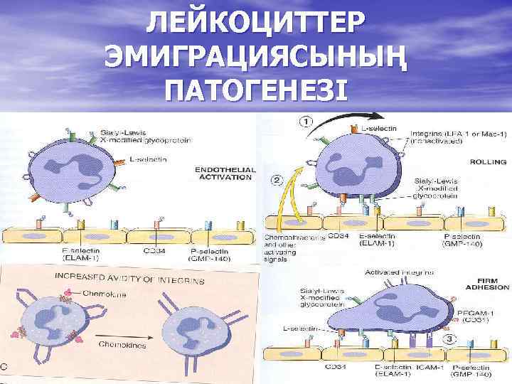 ЛЕЙКОЦИТТЕР ЭМИГРАЦИЯСЫНЫҢ ПАТОГЕНЕЗІ 