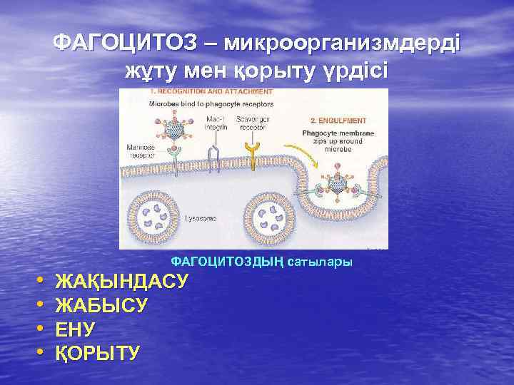 ФАГОЦИТОЗ – микроорганизмдерді жұту мен қорыту үрдісі • • ФАГОЦИТОЗДЫҢ сатылары ЖАҚЫНДАСУ ЖАБЫСУ ЕНУ