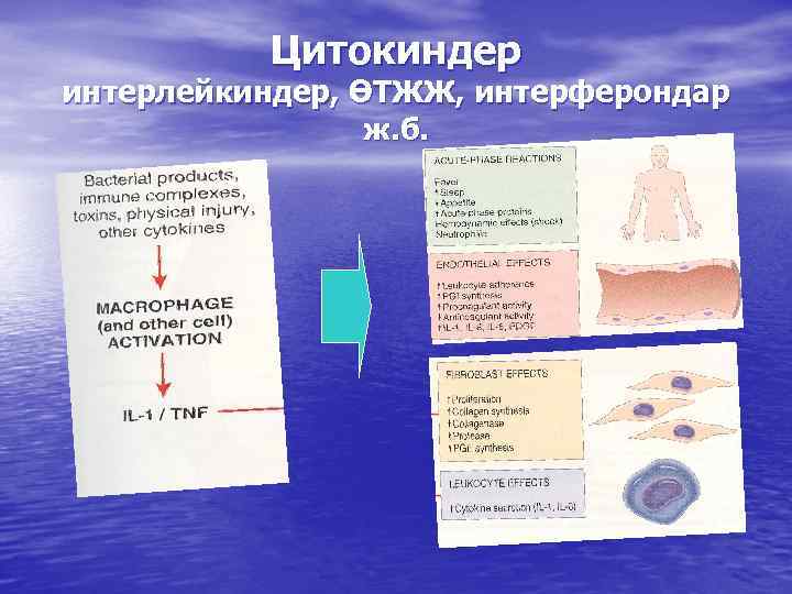 Цитокиндер интерлейкиндер, ӨТЖЖ, интерферондар ж. б. 