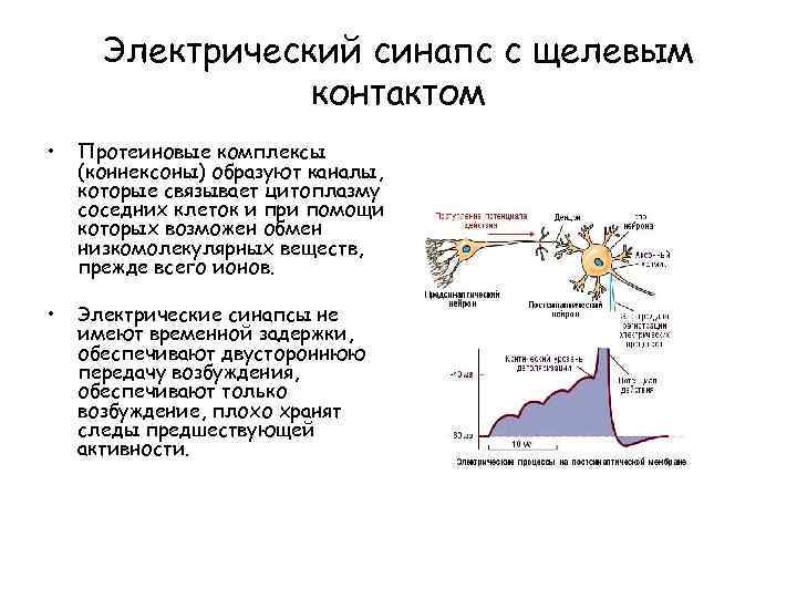 Электрический синапс с щелевым контактом • Протеиновые комплексы (коннексоны) образуют каналы, которые связывает цитоплазму