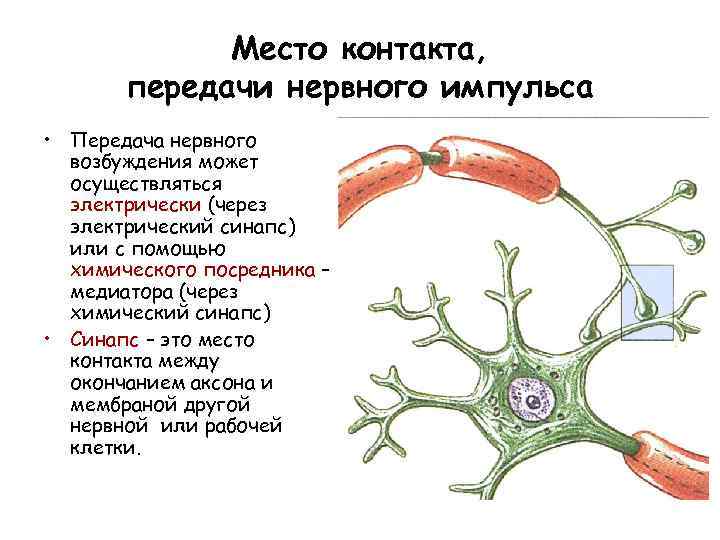 Место контакта, передачи нервного импульса • Передача нервного возбуждения может осуществляться электрически (через электрический