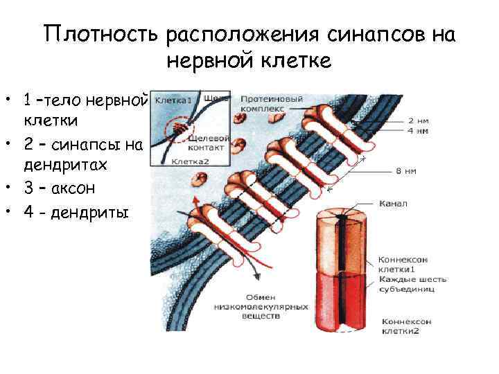 Плотность расположения синапсов на нервной клетке • 1 –тело нервной клетки • 2 –