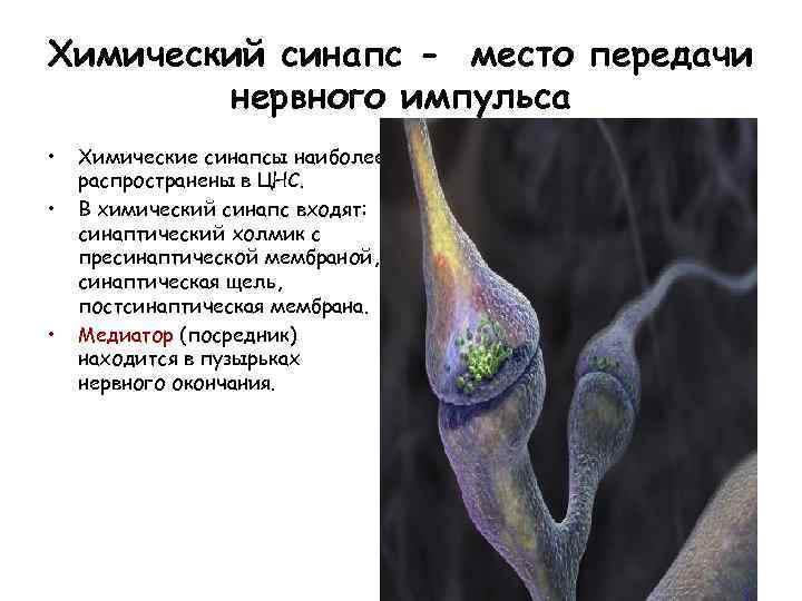 Химический синапс - место передачи нервного импульса • • • Химические синапсы наиболее распространены
