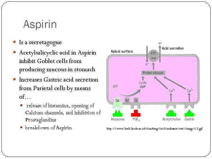 Aspirin Is a secretagogue Acetylsalicyclic acid in Aspirin inhibit Goblet cells from producing mucous