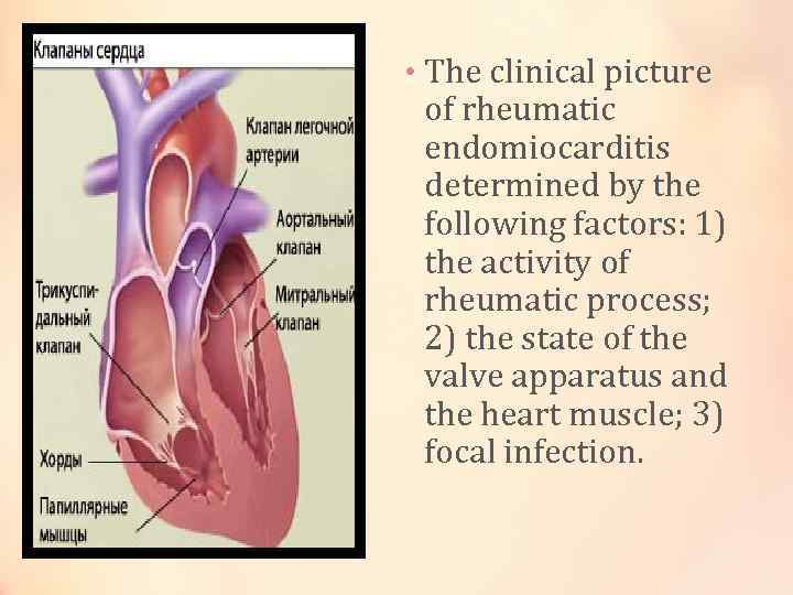  • The clinical picture of rheumatic endomiocarditis determined by the following factors: 1)