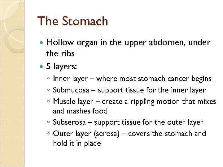 The Stomach Hollow organ in the upper abdomen, under the ribs 5 layers: ◦