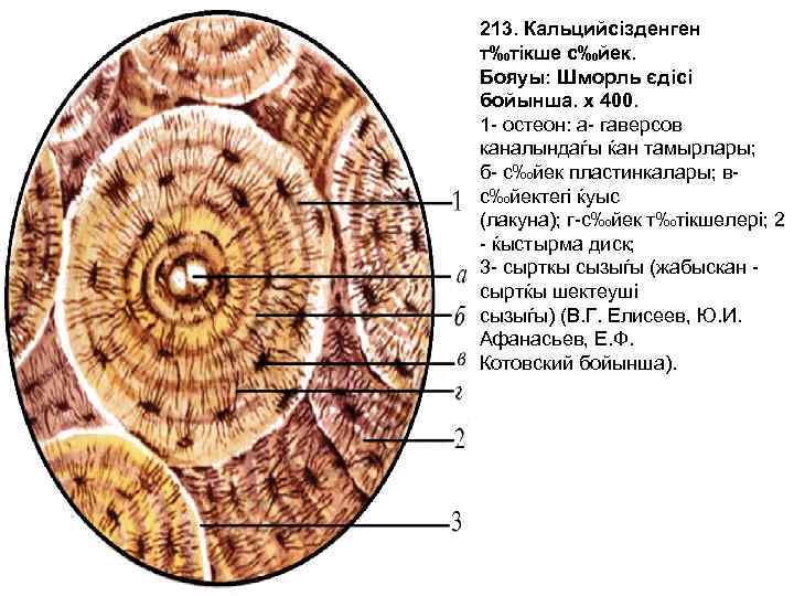 213. Кальцийсізденген т‰тікше с‰йек. Бояуы: Шморль єдісі бойынша. х 400. 1 - остеон: а-