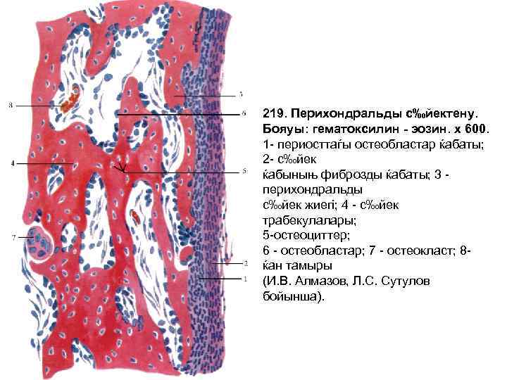 219. Перихондральды с‰йектену. Бояуы: гематоксилин - эозин. х 600. 1 - периосттаѓы остеобластар ќабаты;