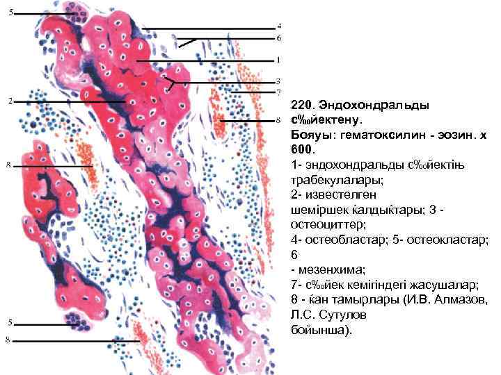 220. Эндохондральды с‰йектену. Бояуы: гематоксилин - эозин. х 600. 1 - эндохондральды с‰йектіњ трабекулалары;