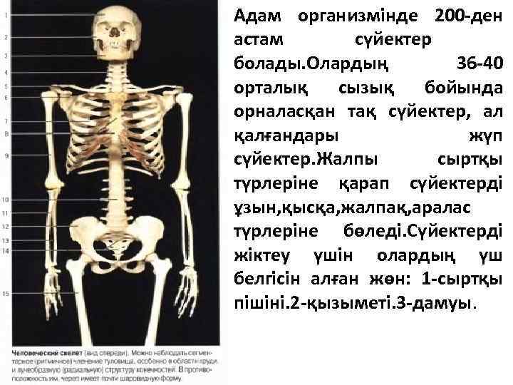 Адам организмінде 200 -ден астам сүйектер болады. Олардың 36 -40 орталық сызық бойында орналасқан