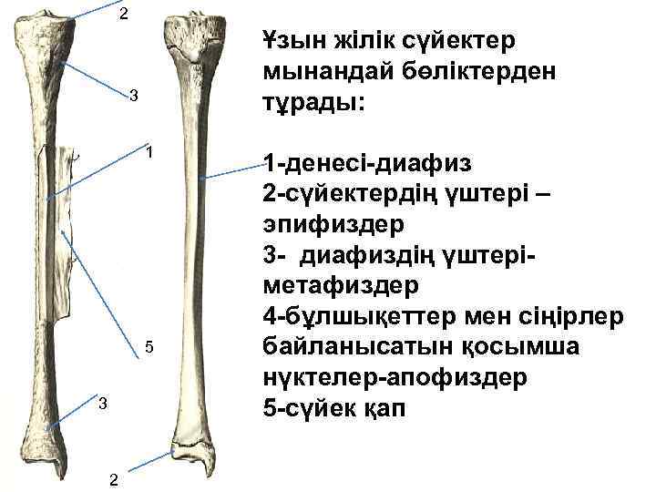 2 Ұзын жілік сүйектер мынандай бөліктерден тұрады: 3 1 5 3 2 1 -денесі-диафиз